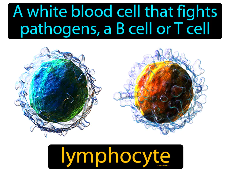 Lymphocyte Definition Lymphocyte Definition