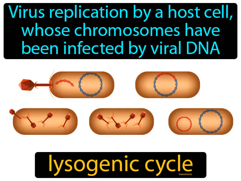 Lysogenic Cycle Definition