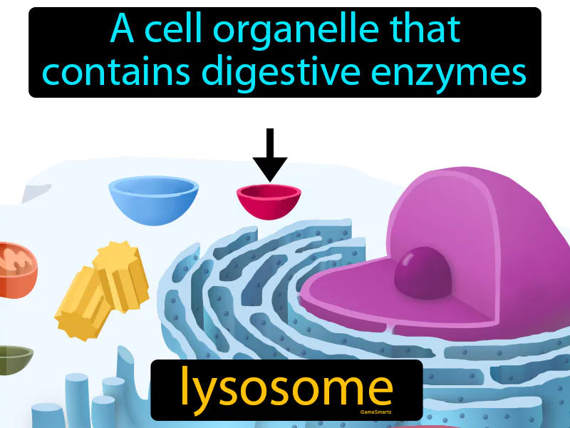 Lysosome Definition Lysosome Definition