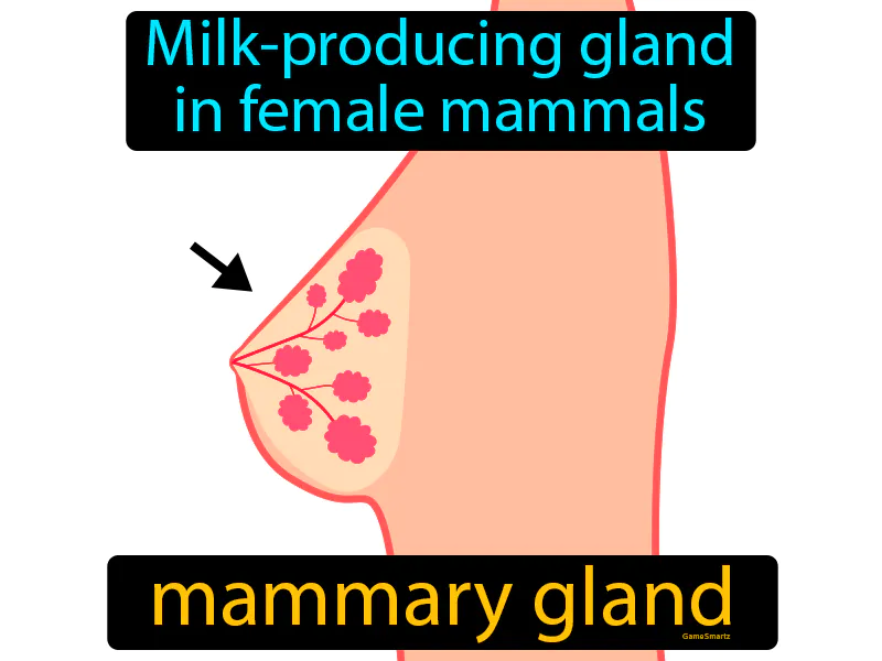 Mammary Gland Definition Mammary Gland Definition