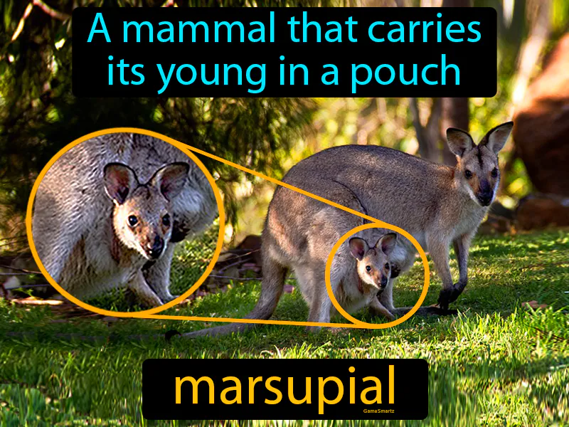 Marsupial Definition Marsupial Definition