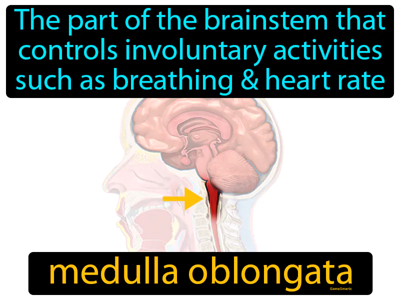 Medulla Oblongata Definition Medulla Oblongata Definition