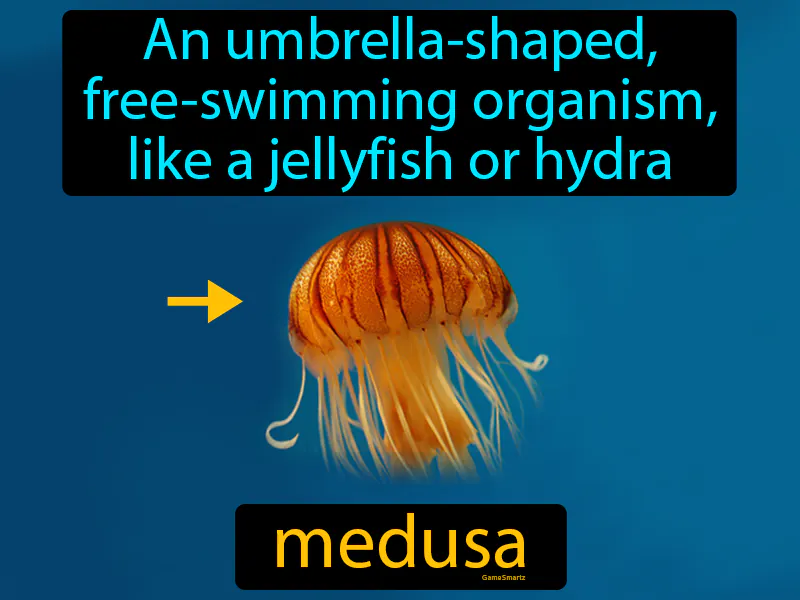 Medusa Definition Medusa Definition
