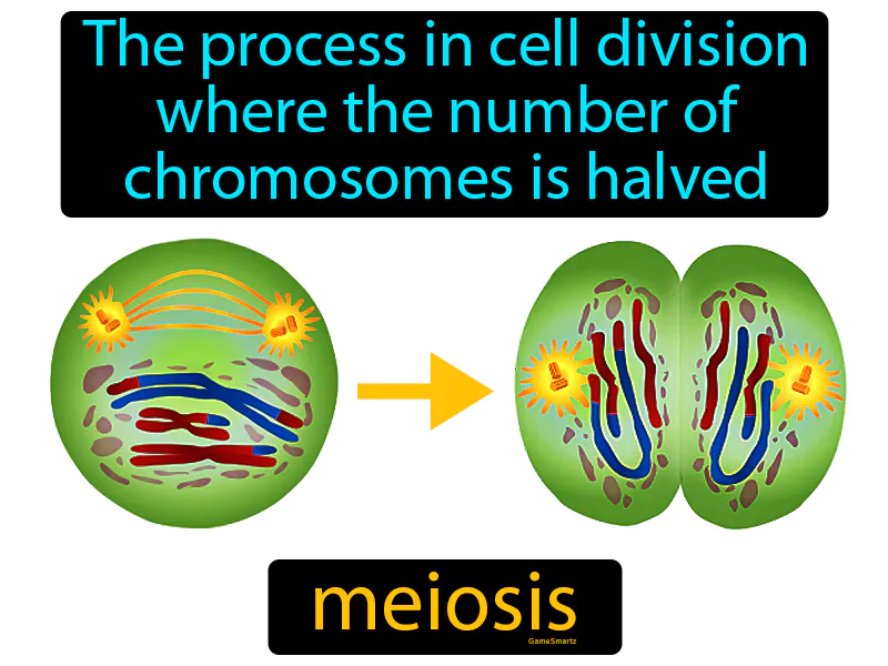 Meiosis Definition Meiosis Definition