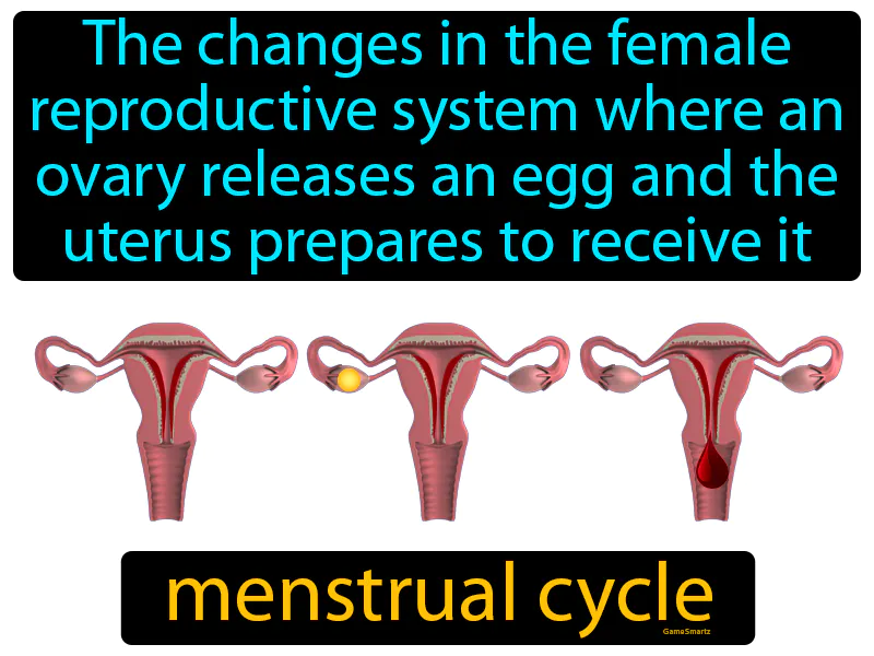 Menstrual Cycle Definition Menstrual Cycle Definition
