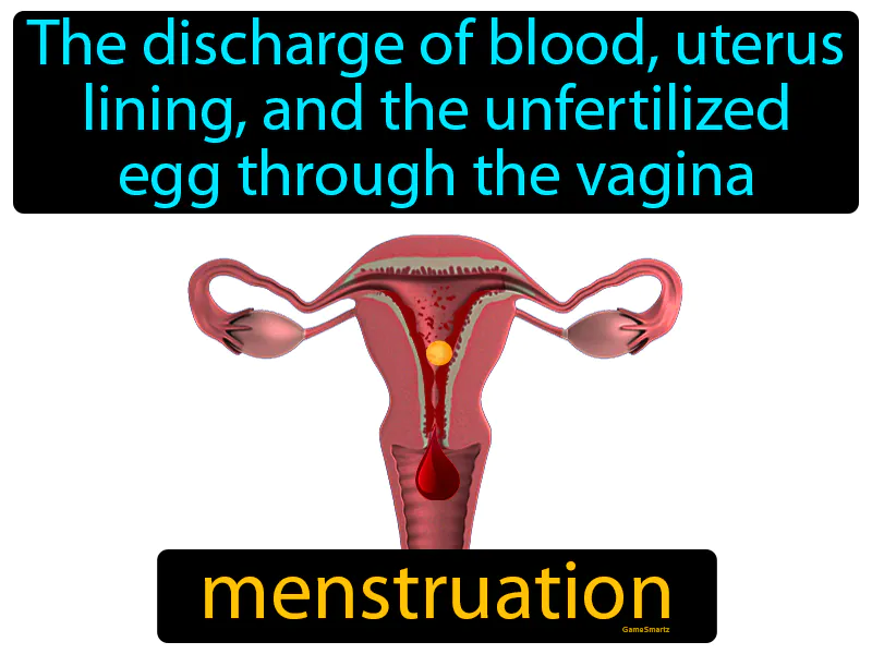 Menstruation Definition Menstruation Definition