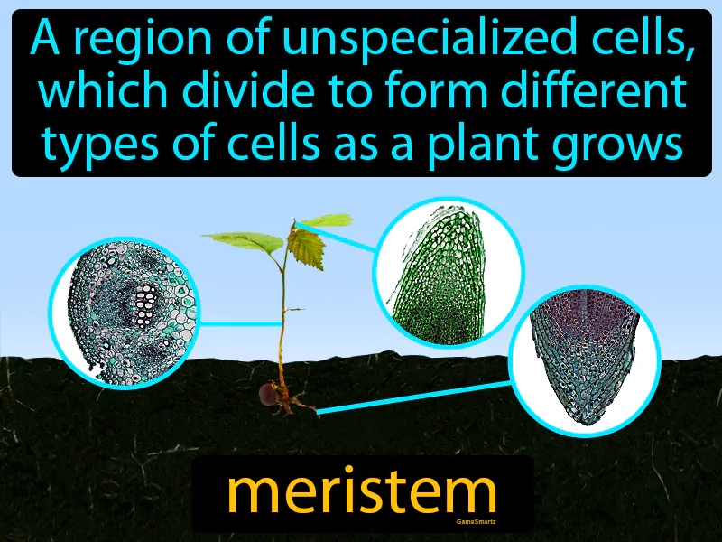 Meristem Definition Meristem Definition