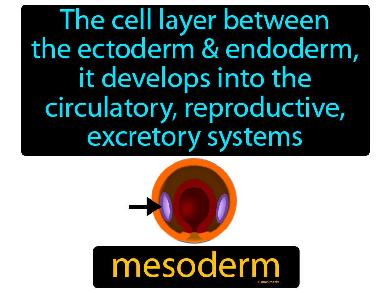 Mesoderm Definition Mesoderm Definition
