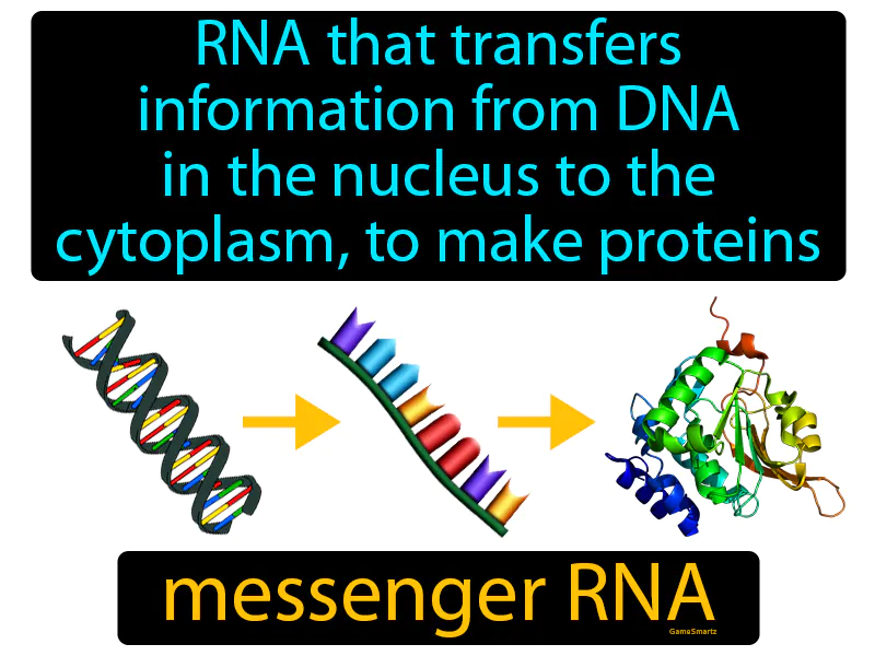 Messenger RNA Definition Messenger RNA Definition