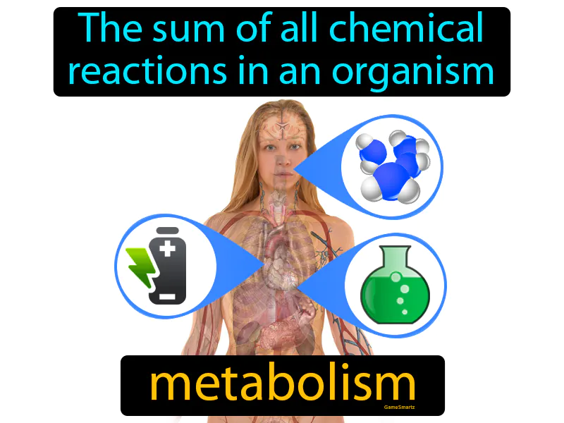 Metabolism Definition Metabolism Definition
