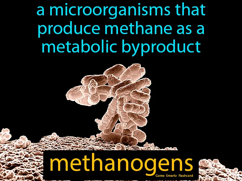 Methanogens Definition Methanogens Definition
