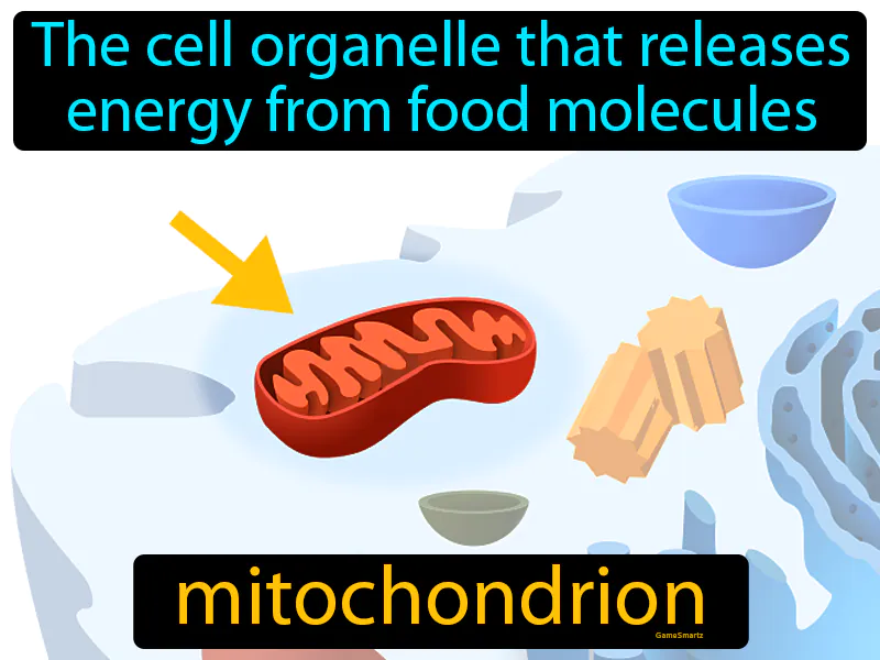 Mitochondrion Definition Mitochondrion Definition