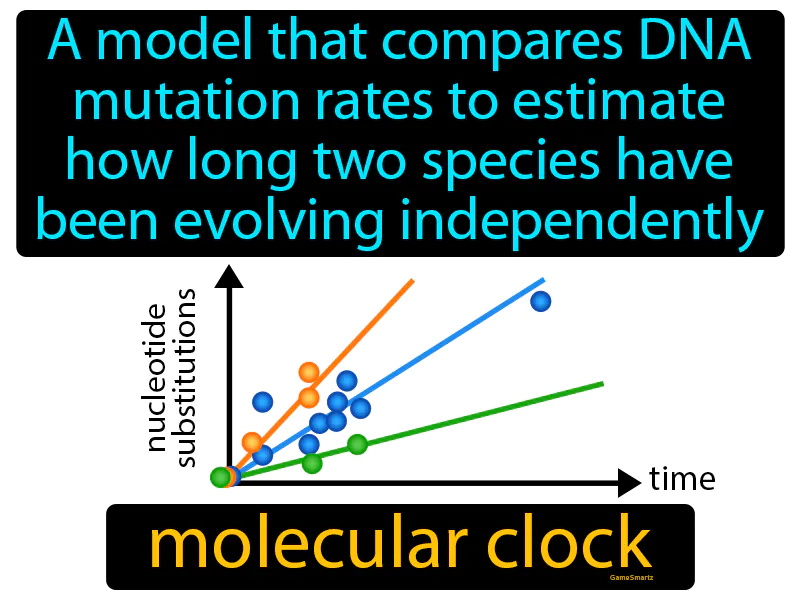 Molecular Clock Definition Molecular Clock Definition