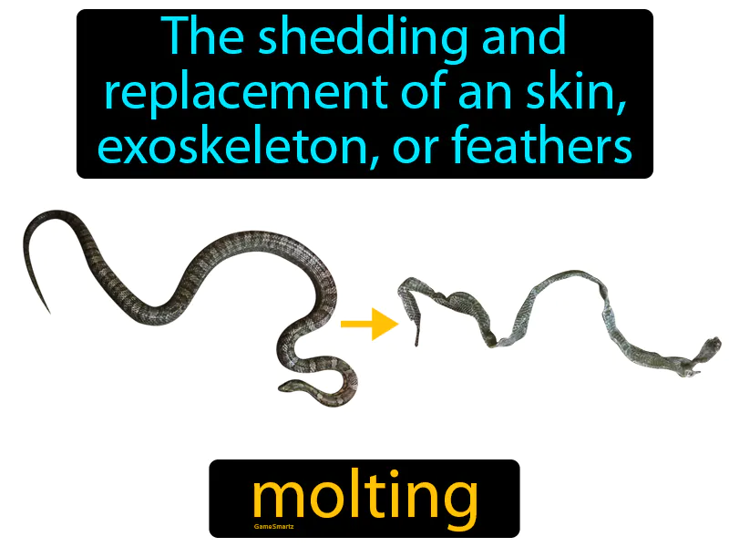 Molting Definition Molting Definition