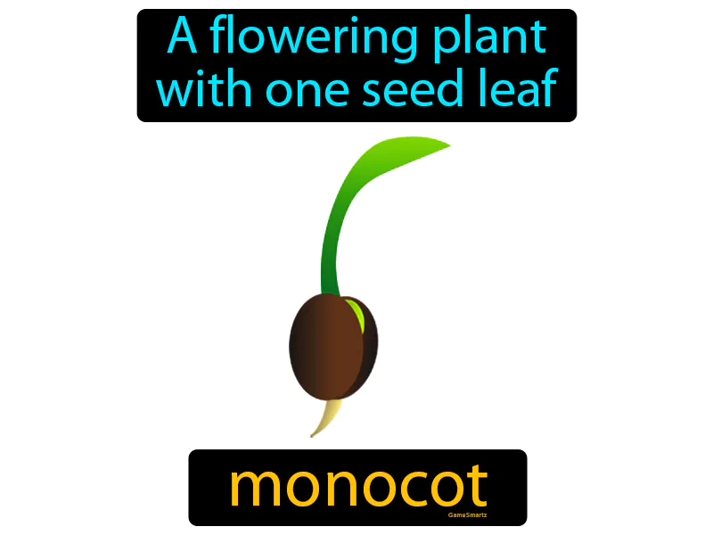 Monocot Definition Monocot Definition