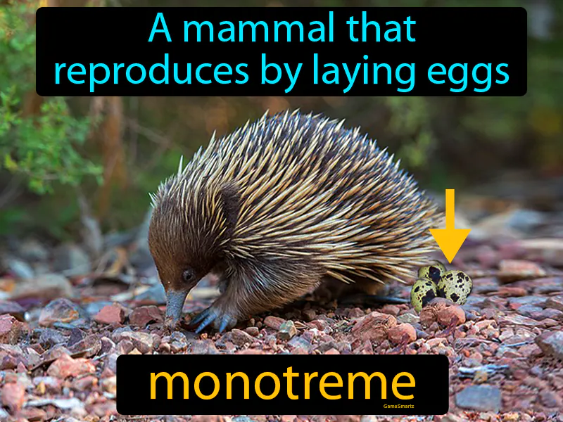 Monotreme Definition Monotreme Definition