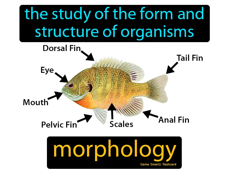 Morphology Definition Morphology Definition
