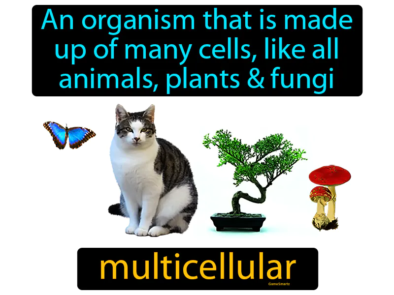 Multicellular Definition Multicellular Definition
