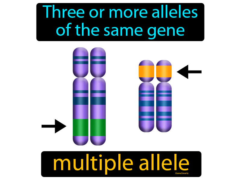 Multiple Allele Definition