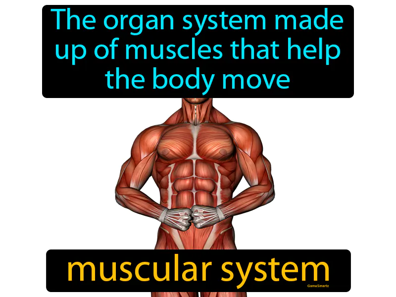 Muscular System Definition Muscular System Definition