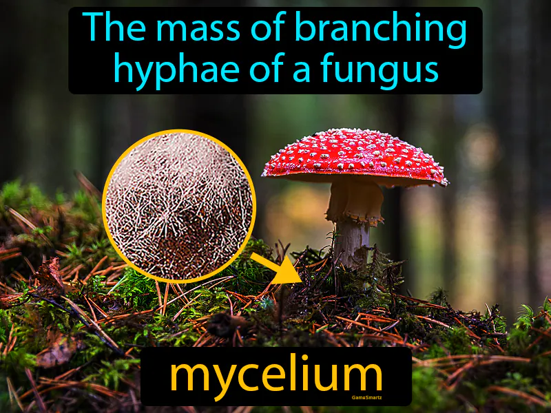 Mycelium Definition Mycelium Definition