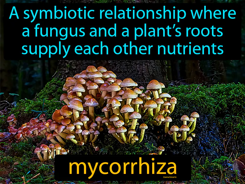Mycorrhiza Definition Mycorrhiza Definition