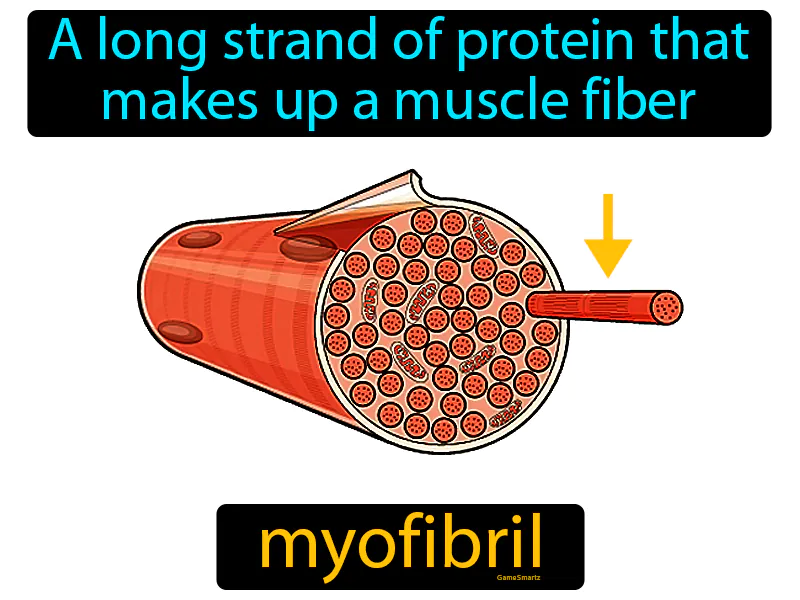 Myofibril Definition Myofibril Definition