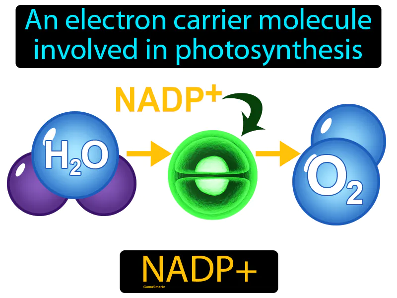 NADP Definition NADP Definition