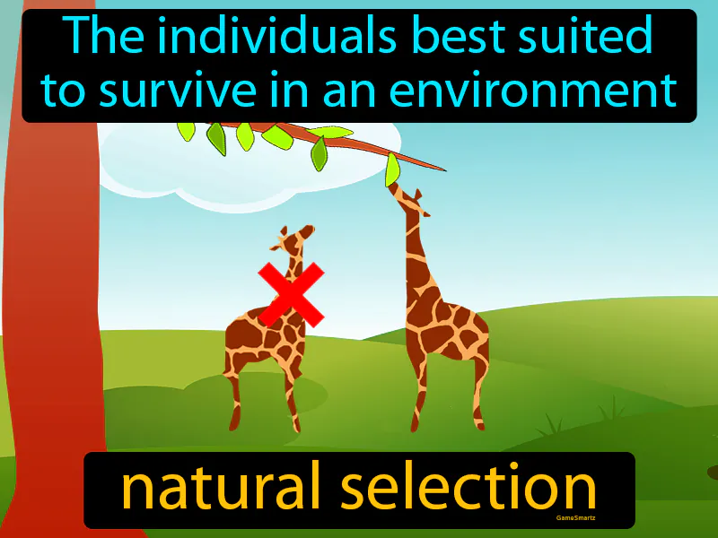 Natural Selection Definition Natural Selection Definition