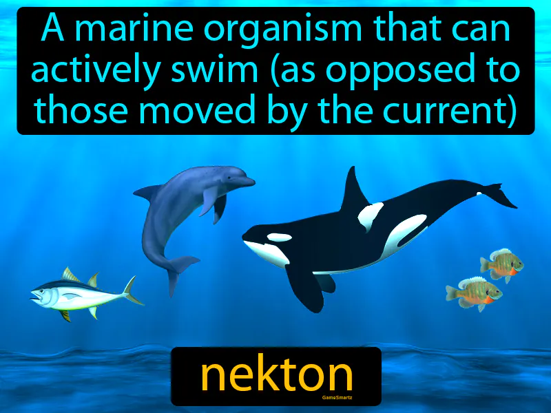 Nekton Definition Nekton Definition
