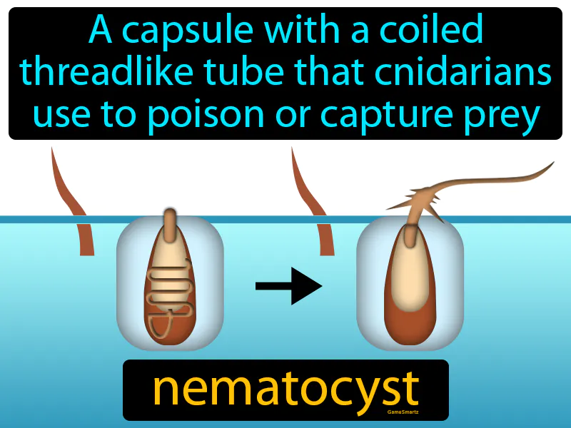 Nematocyst Definition Nematocyst Definition