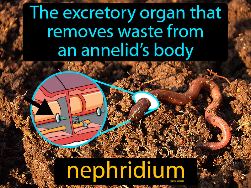 Nephridium Definition Nephridium Definition