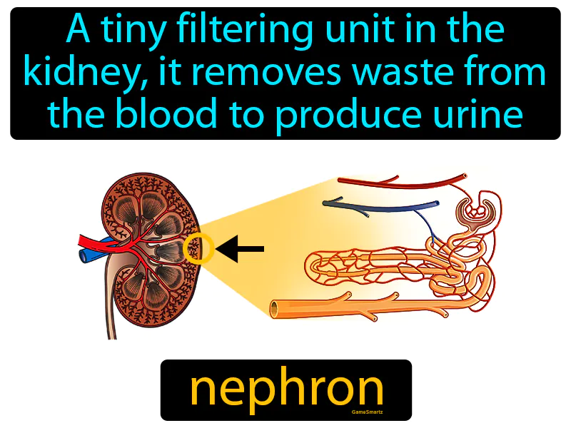 Nephron Definition Nephron Definition