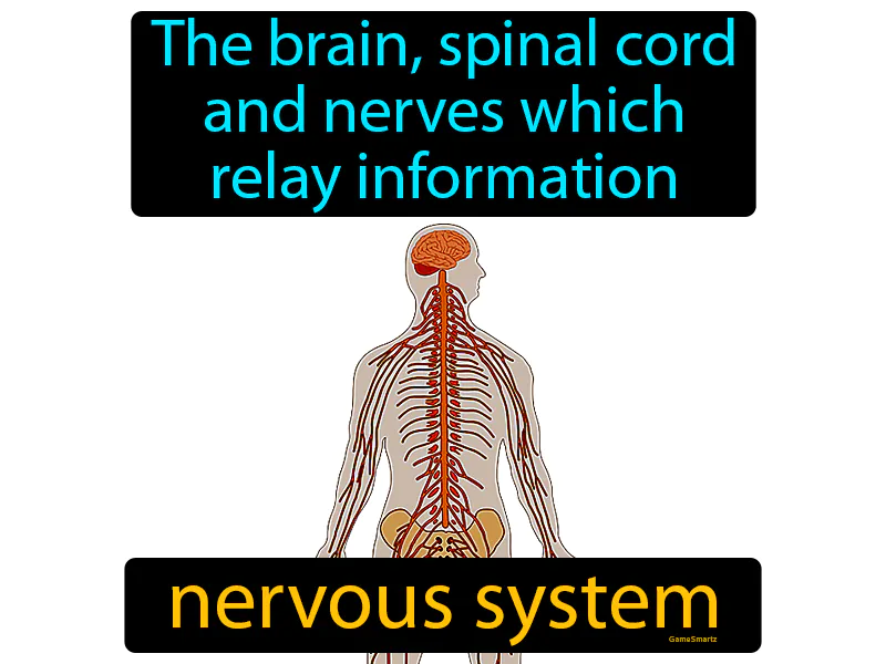 Nervous System Definition Nervous System Definition