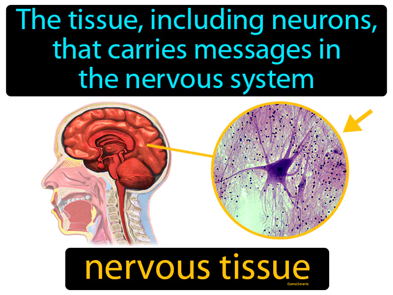 Nervous Tissue Definition Nervous Tissue Definition