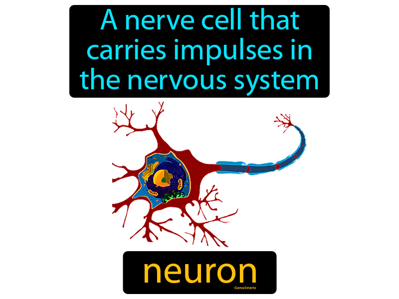 Neuron Definition Neuron Definition