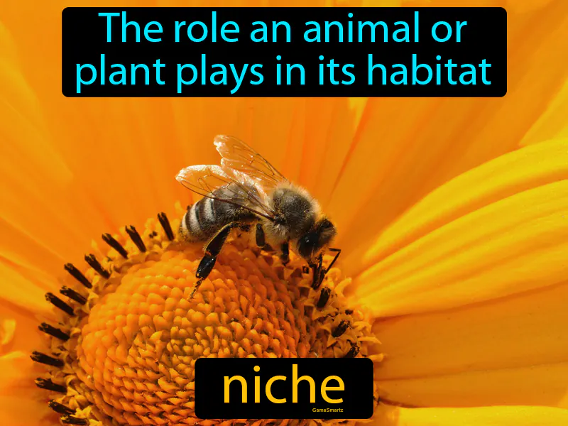 Niche Definition Niche Definition