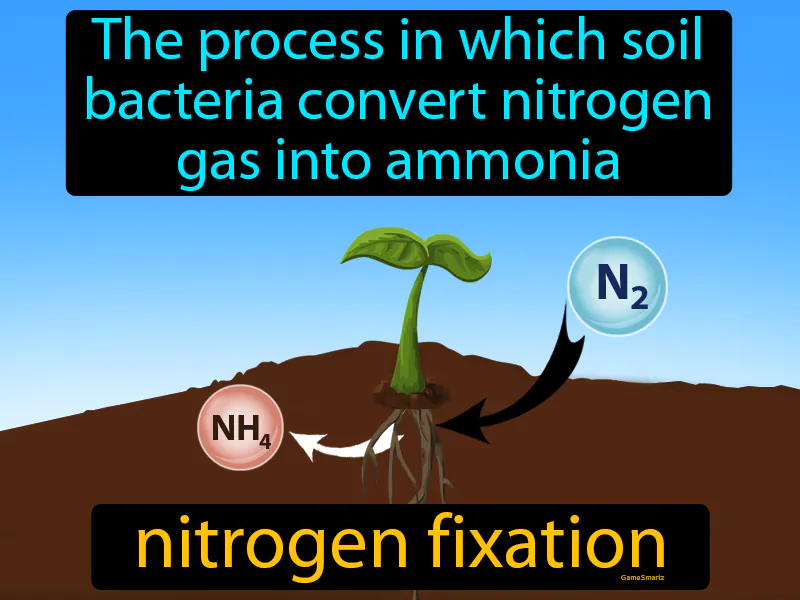 Nitrogen Fixation Definition Nitrogen Fixation Definition