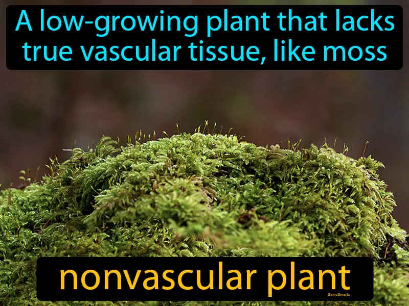 Nonvascular Plant Definition Nonvascular Plant Definition