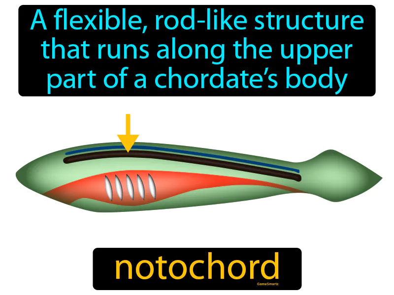 Notochord Definition Notochord Definition