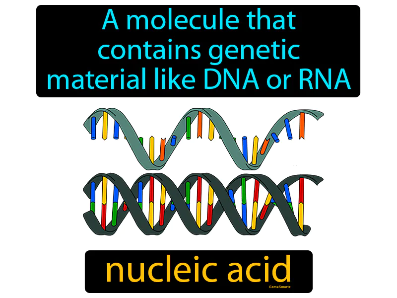 Nucleic Acid Definition Nucleic Acid Definition
