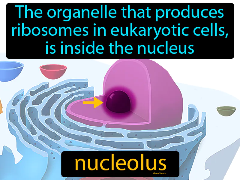 Nucleolus Definition Nucleolus Definition