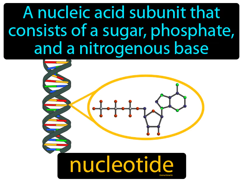 Nucleotide Definition Nucleotide Definition