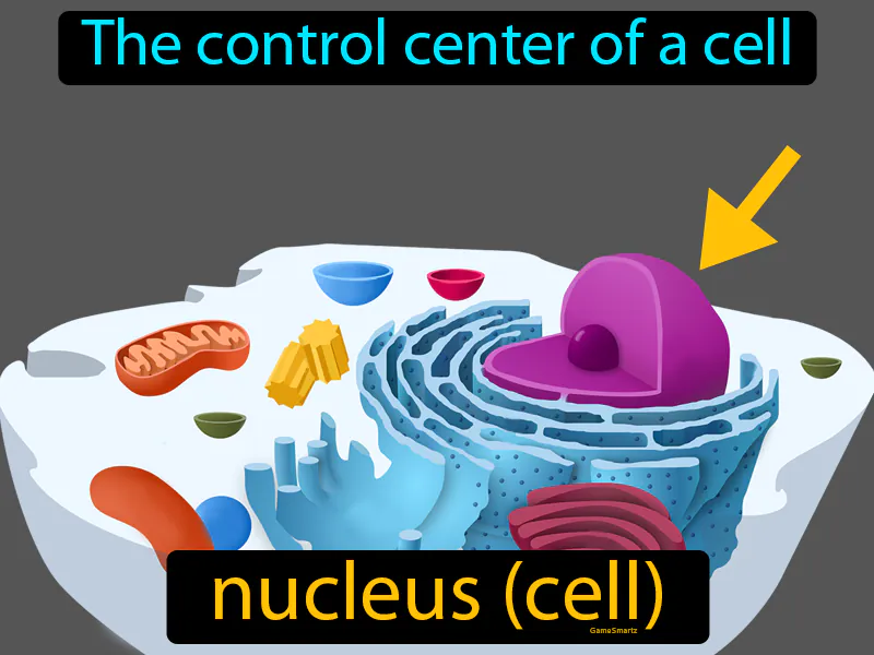 Nucleus Cell Definition Nucleus Cell Definition