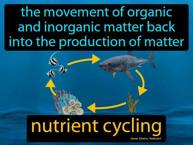 Nutrient Cycling Definition Nutrient Cycling Definition