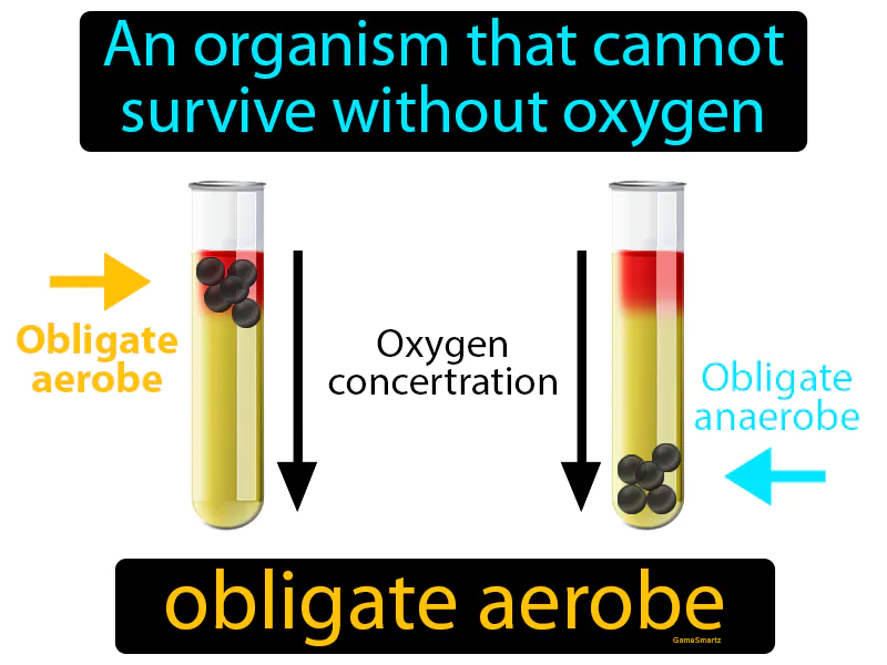Obligate Aerobe Definition