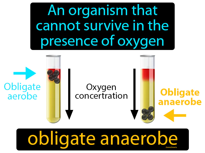 Obligate Anaerobe Definition Obligate Anaerobe Definition