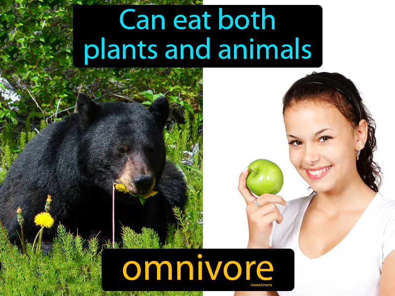 Omnivore Definition Omnivore Definition