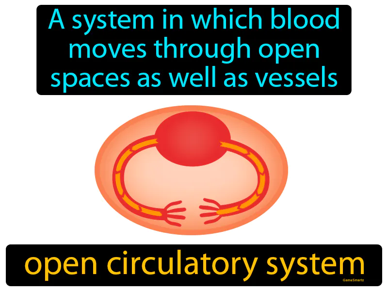 Open Circulatory System Definition Open Circulatory System Definition
