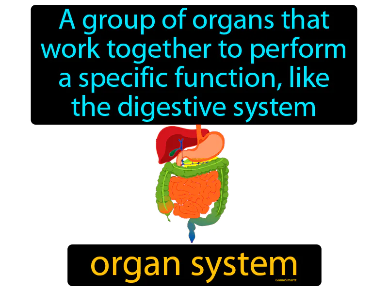 Organ System Definition Organ System Definition